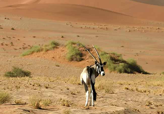 Desert National Park Jaisalmer