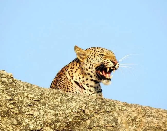 Bera Leopard Safari And Camping, Jodhpur