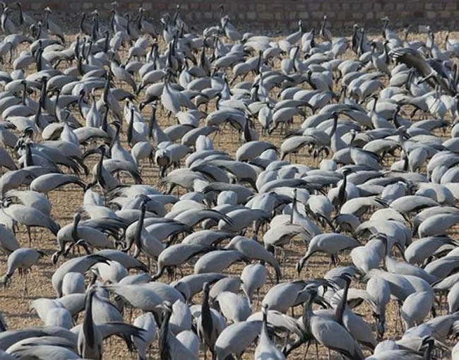 Bird Watching In Kicchan, Rajasthan