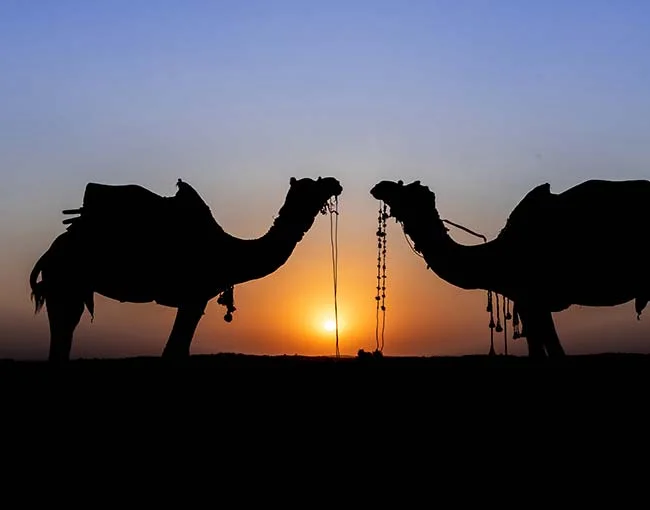 Camel Safari At Osian In Rajasthan