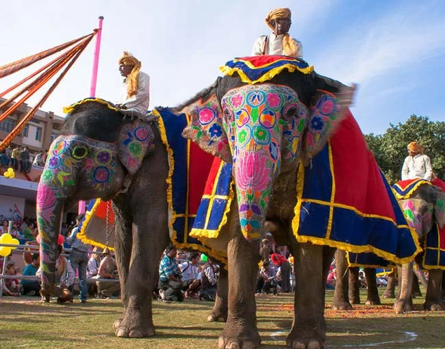 Elephant Activities In Jaipur
