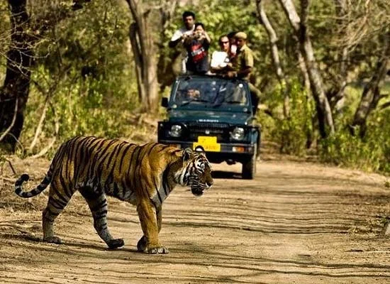 From Jaipur: Ranthambore Tiger Safari One Day Trip