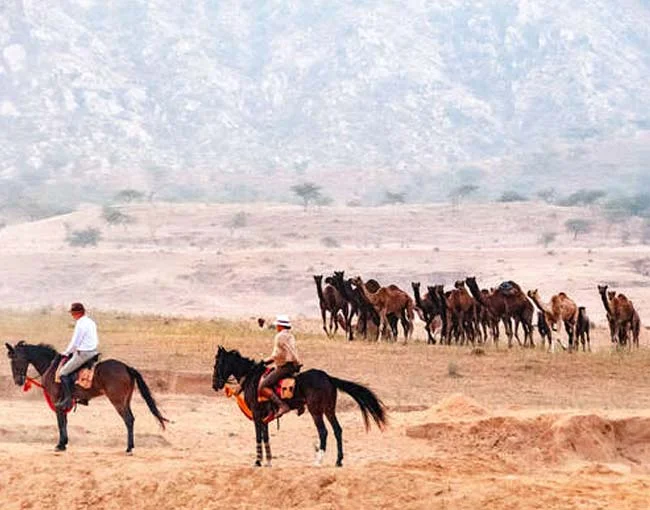 Horse Riding In Pushkar, Rajasthan