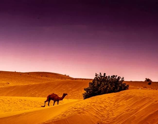 Jaisalmer Khuri Sightseeing Day Tour