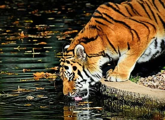 From Jaipur: Private Guided Ranthambore Tour with Cab