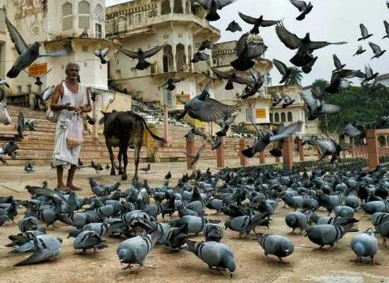 Visit Pushkar & Chittor Fort with Udaipur drop from Jaipur