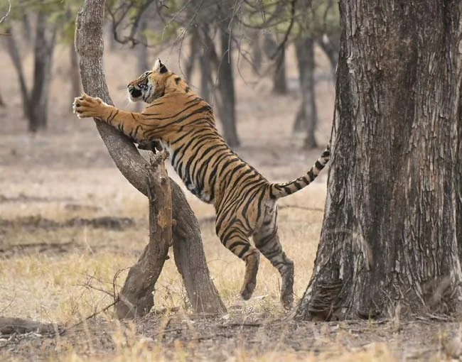 Exotic Wildlife Tour to Ranthambore